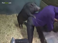 une belle garce baise avec des cochons et des dogs
